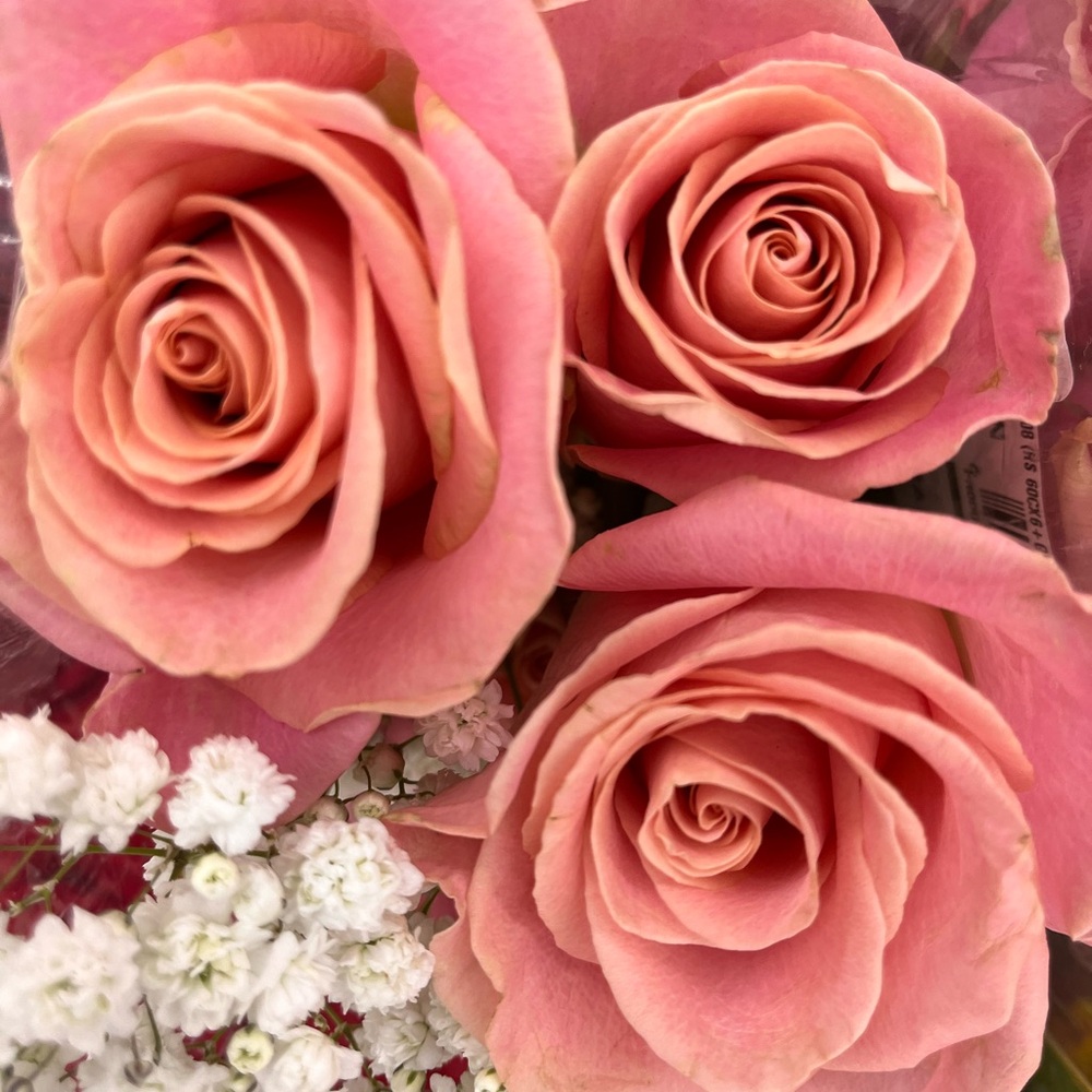 🌹🌹🌹🌹🌹🌹🌹🌹🌹🌹🌹🌹🌹🌹🌹🌹